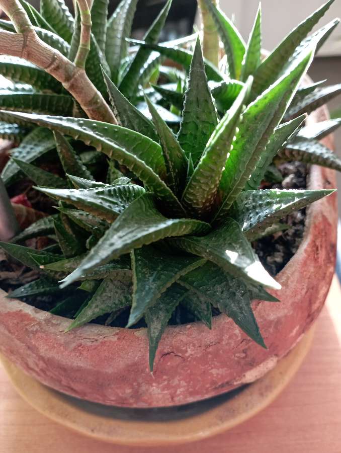 Haworthia limifolia 2