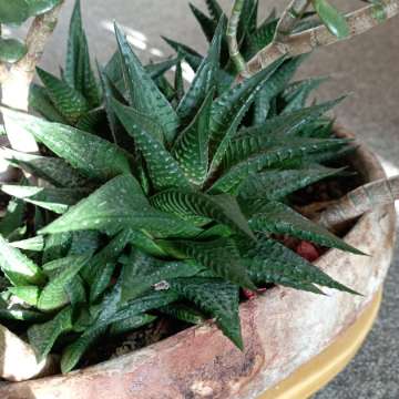 Haworthia limifolia