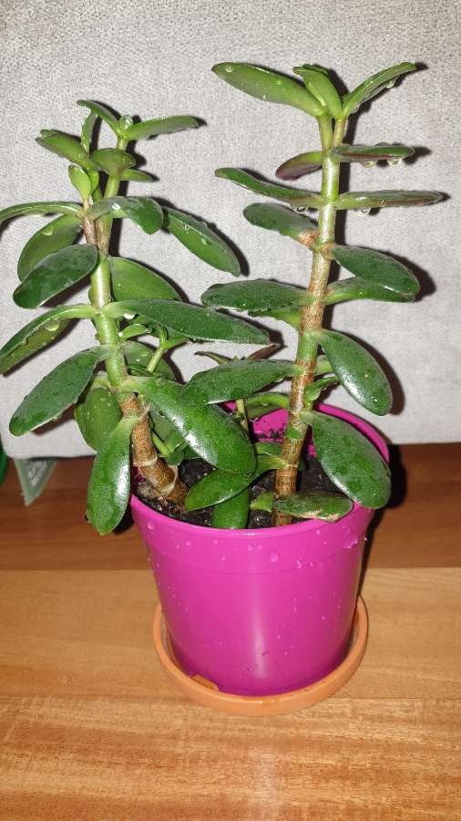 Grubosz drzewko szczęścia crassula  3