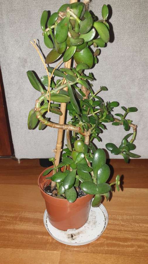 Grubosz drzewko szczęścia crassula, nr 3 5