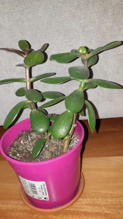 Grubosz drzewko szczęścia crassula  3