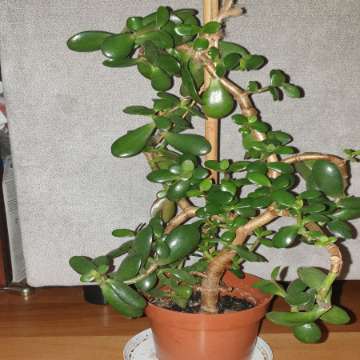 Grubosz drzewko szczęścia crassula, nr 3