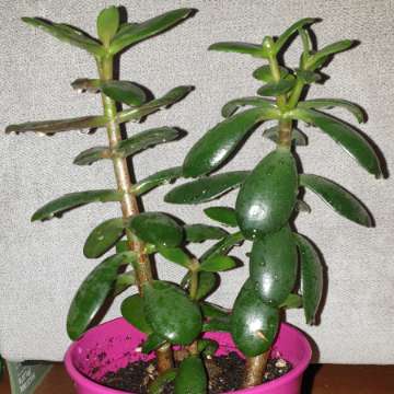 Grubosz drzewko szczęścia crassula 