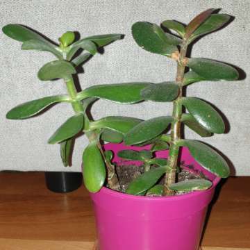Grubosz drzewko szczęścia crassula 