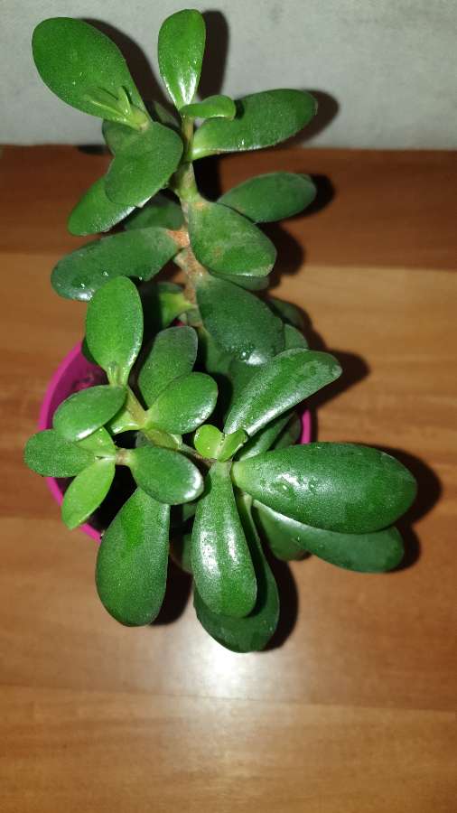 Grubosz drzewko szczęścia crassula  4