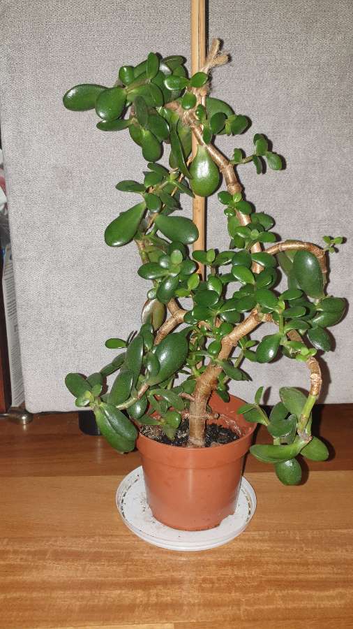 Grubosz drzewko szczęścia crassula, nr 3 2