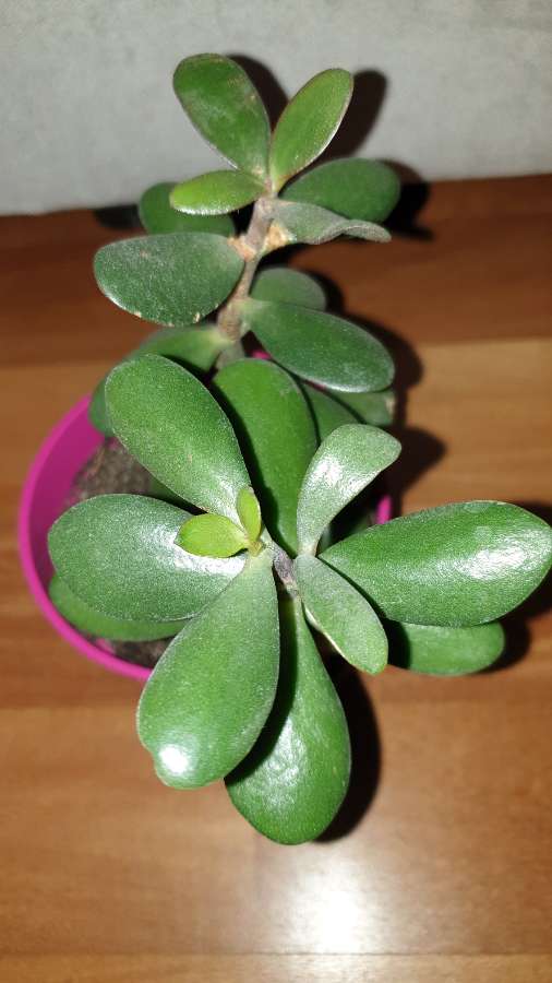 Grubosz drzewko szczęścia crassula  4