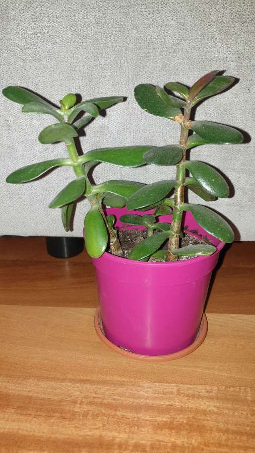 Grubosz drzewko szczęścia crassula  2