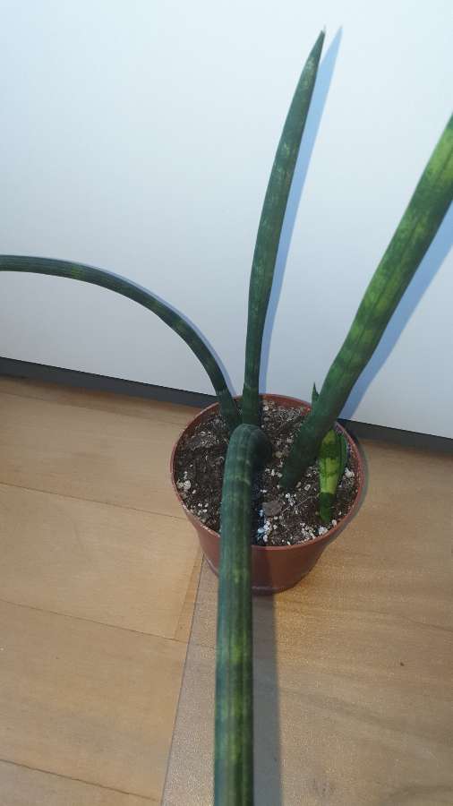 Sansewieria cylindryczna, 60cm 3