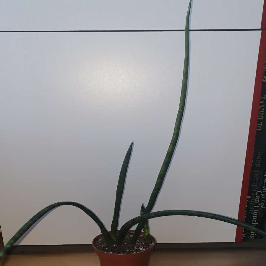 Sansewieria cylindryczna, 60cm