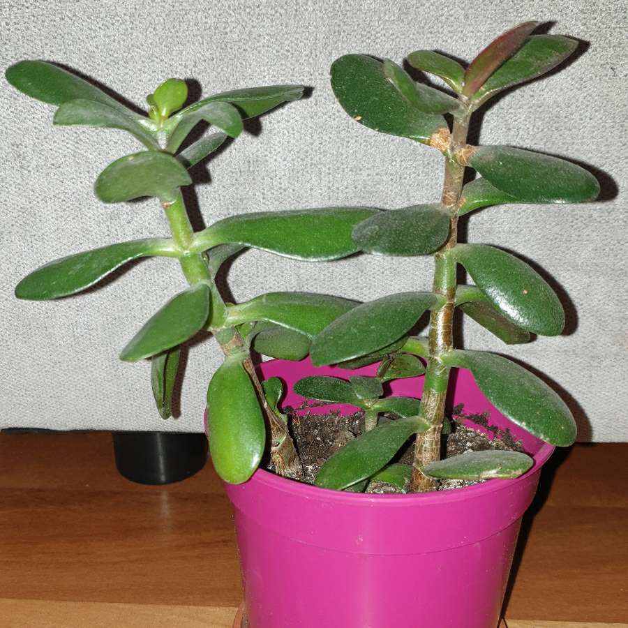 Grubosz drzewko szczęścia crassula 