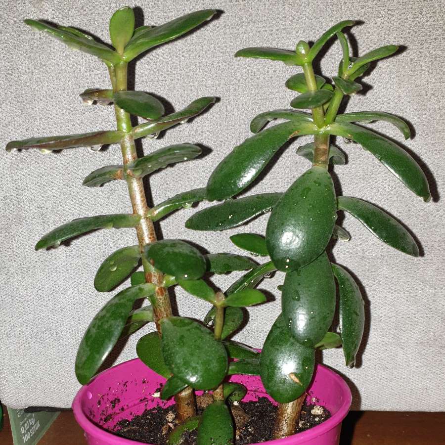 Grubosz drzewko szczęścia crassula 