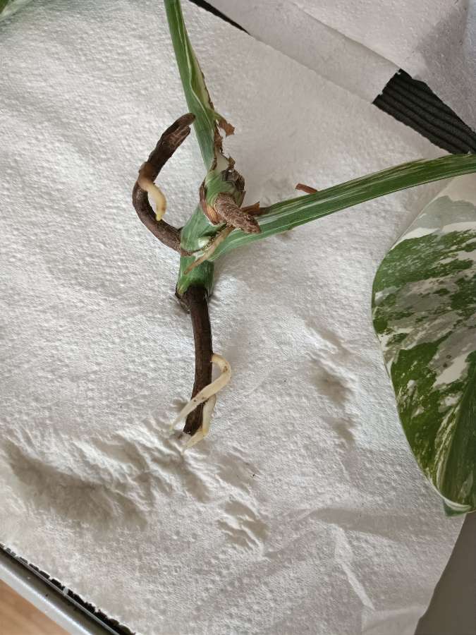 Monstera variegata 2