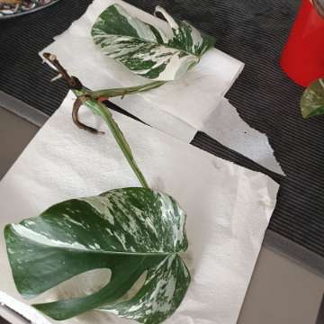 Monstera variegata