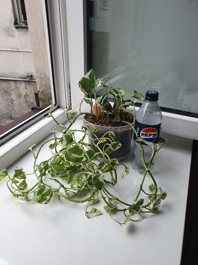 Epipremnum n'joy or glacier (not sure) 2