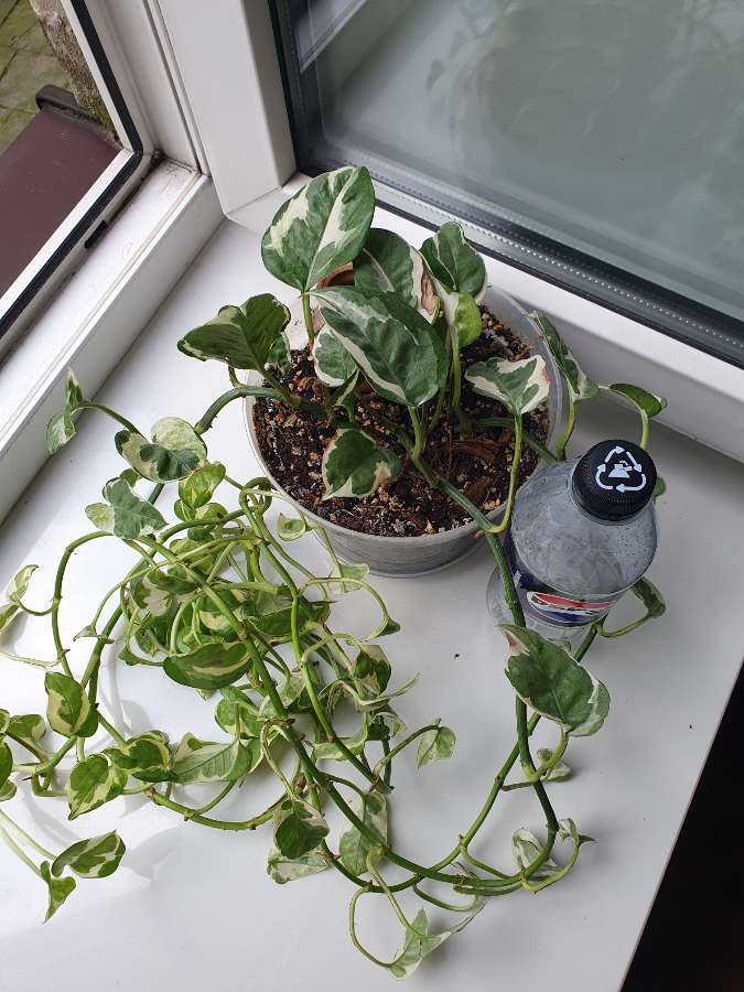 Epipremnum n'joy or glacier (not sure) 3