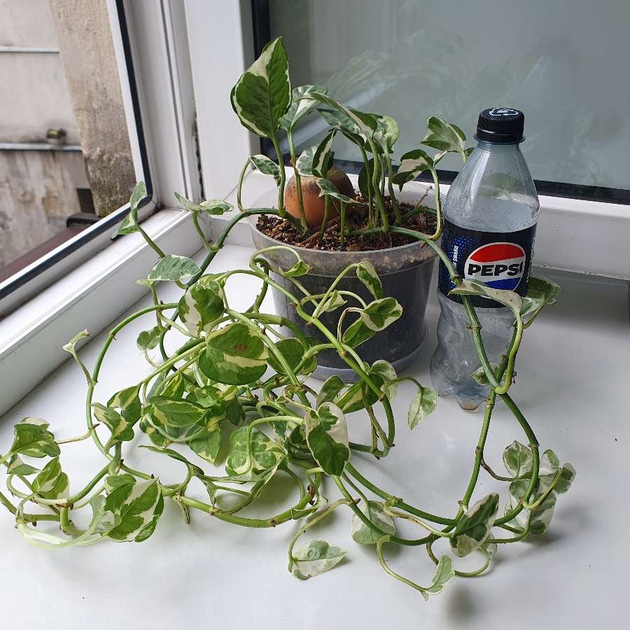 Epipremnum n'joy or glacier (not sure)