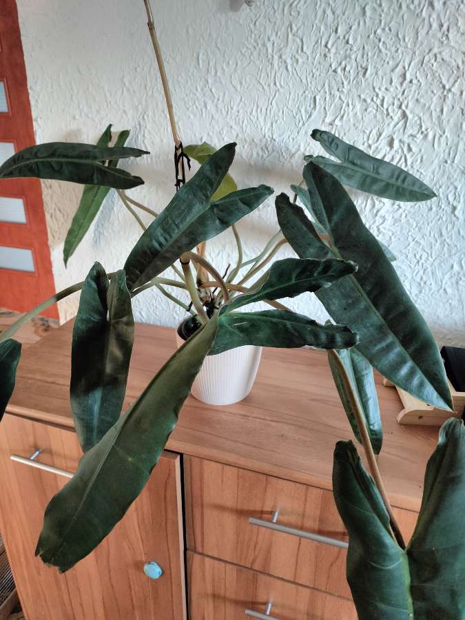 philodendron billietiae 2
