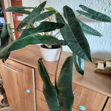 philodendron billietiae