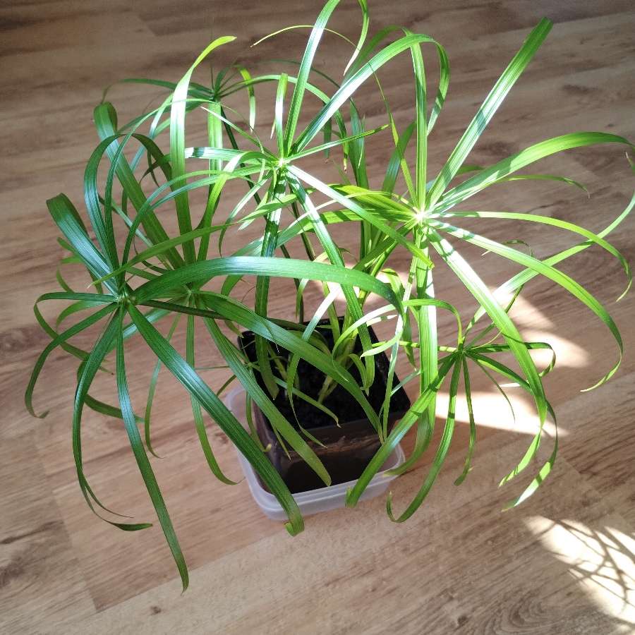 Papirus