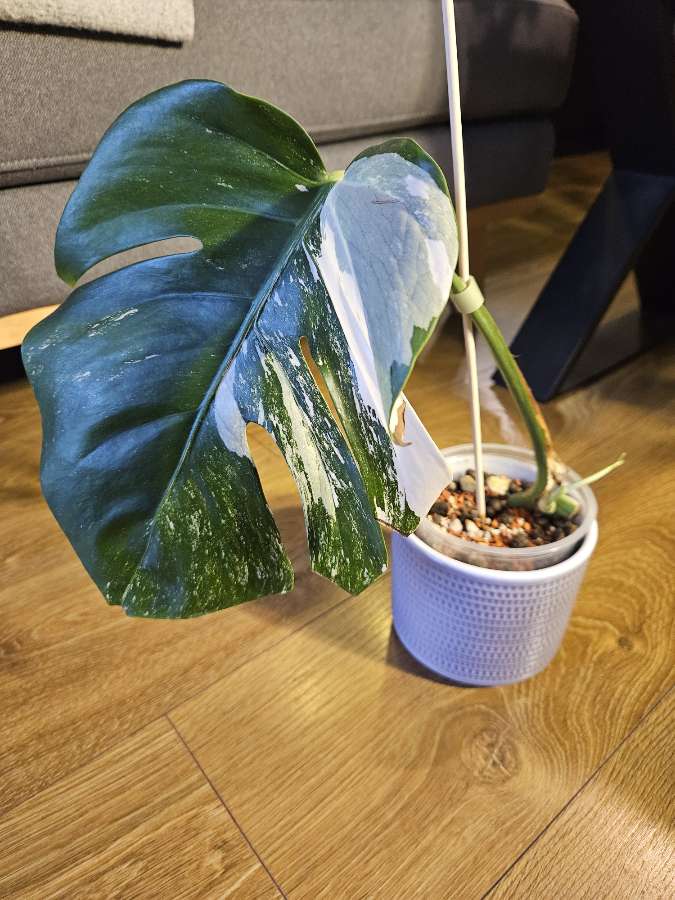 Monstera deliciosa variegata 2