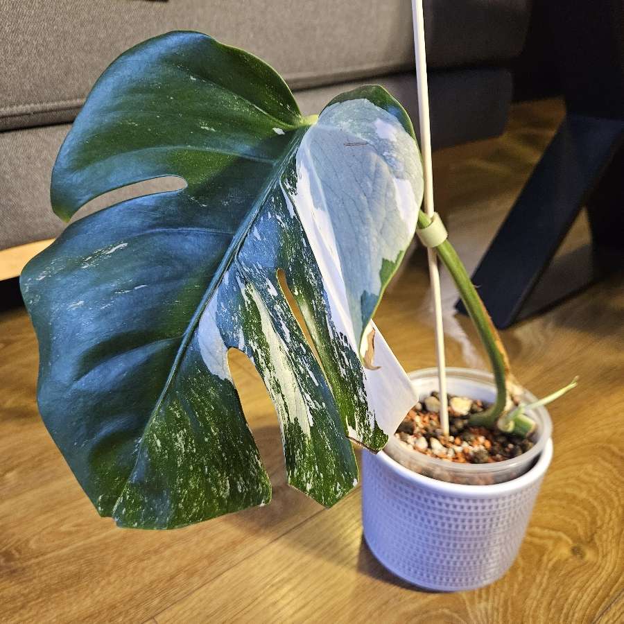 Monstera deliciosa variegata