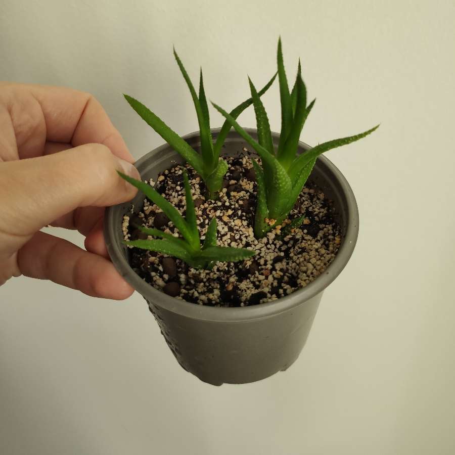 Haworthia