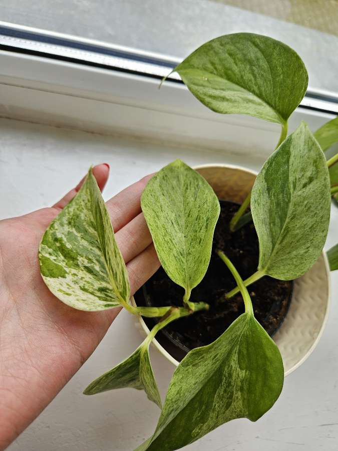 Epipremnum Marble Queen 2