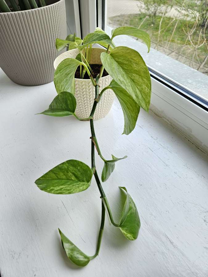 Epipremnum Marble Queen 3