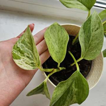Epipremnum Marble Queen