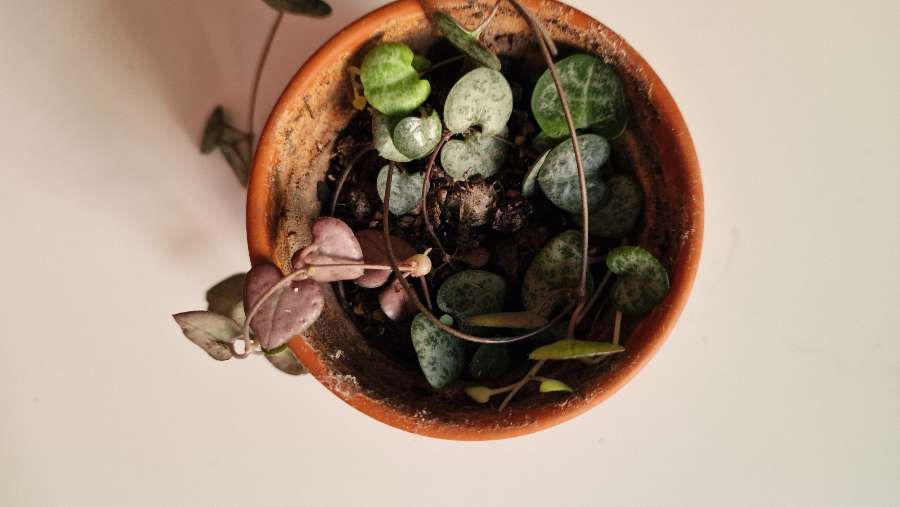 Ceropegia Woodie 4