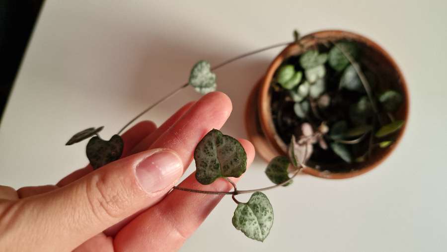 Ceropegia Woodie 2