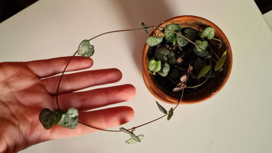 Ceropegia Woodie 3