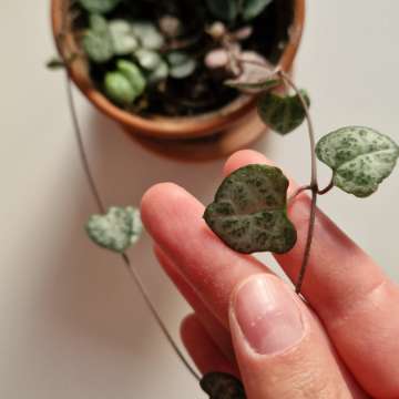 Ceropegia Woodie
