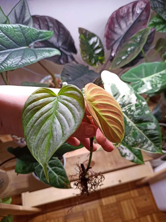 Philodendron Majestic 2