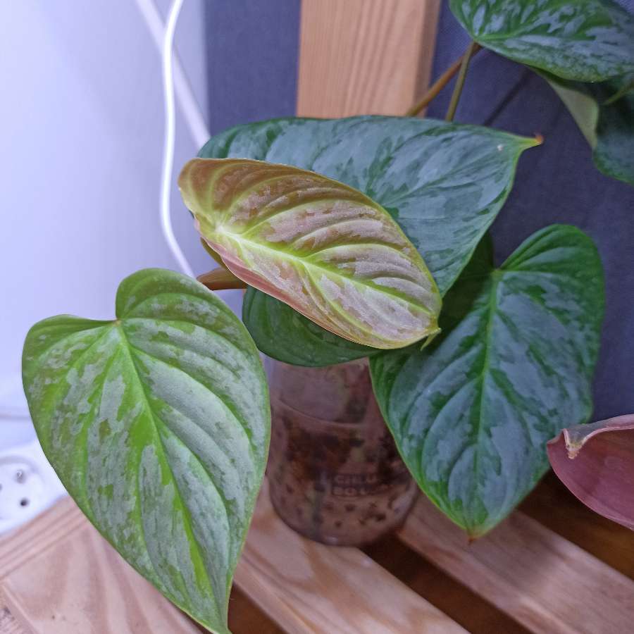 Philodendron Majestic