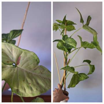 Syngonium confetti