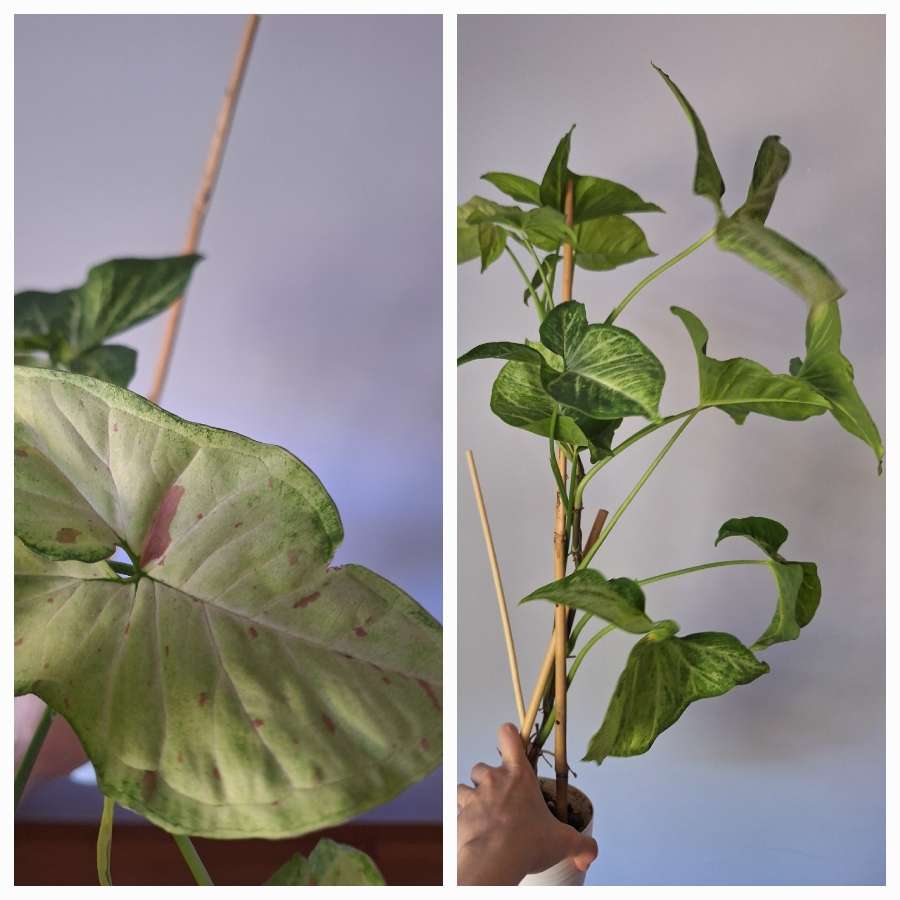 Syngonium confetti