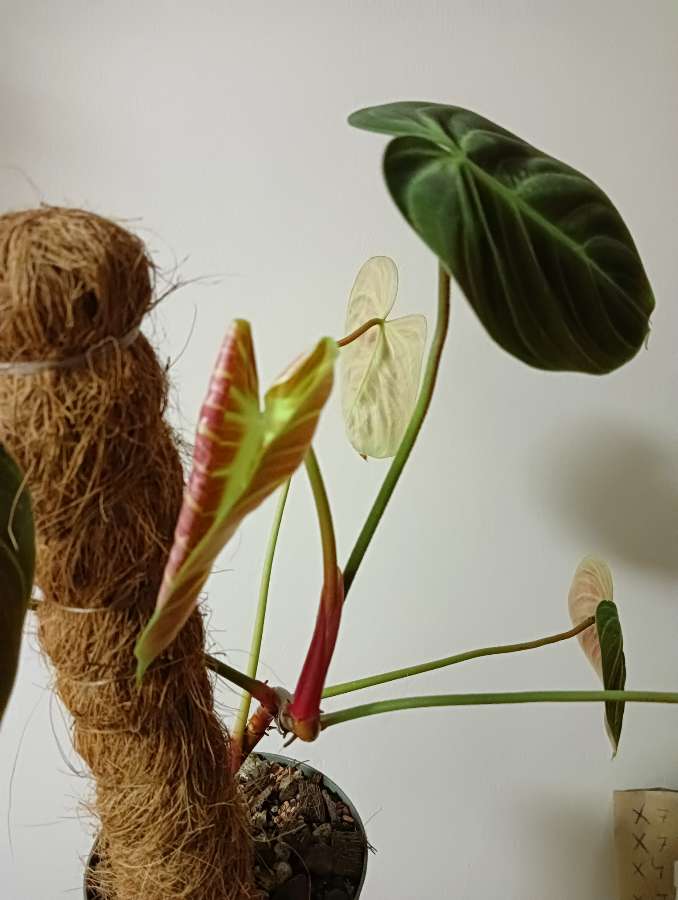 Philodendron El Choco Red 2