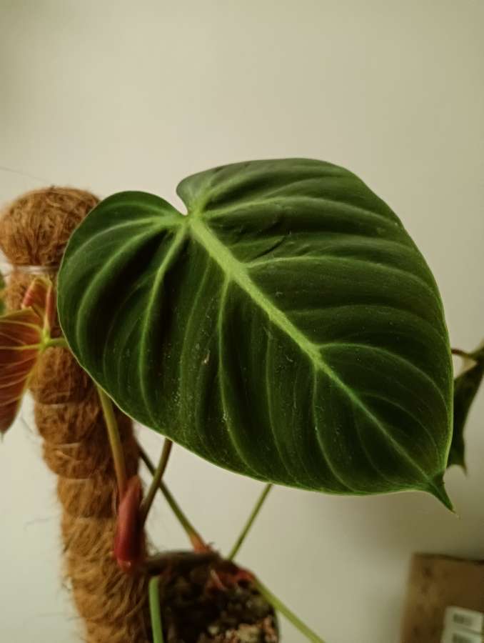 Philodendron El Choco Red 3