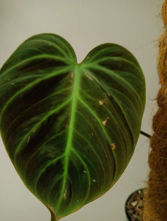 Philodendron El Choco Red 4