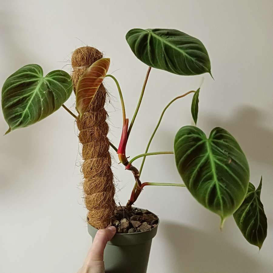 Philodendron El Choco Red
