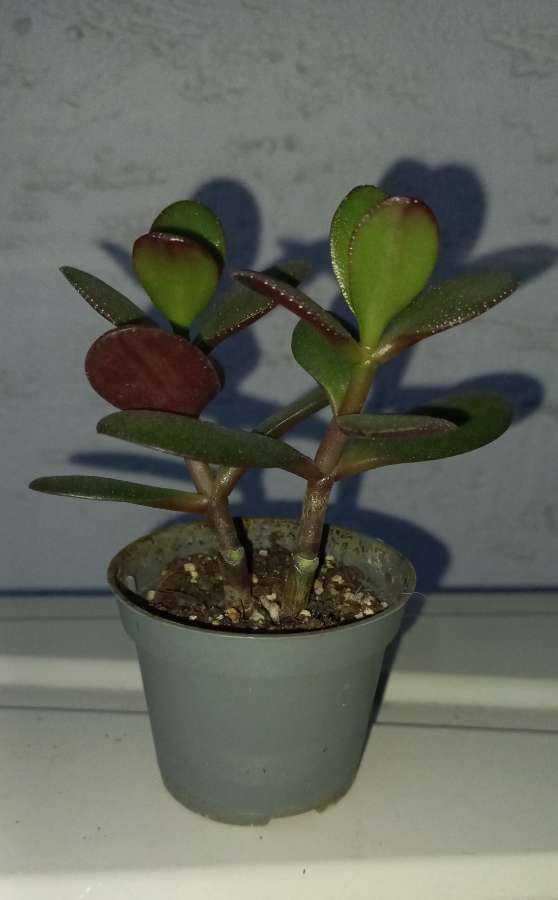 Crassula ovata 4