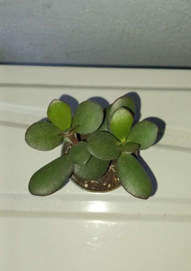 Crassula ovata 2