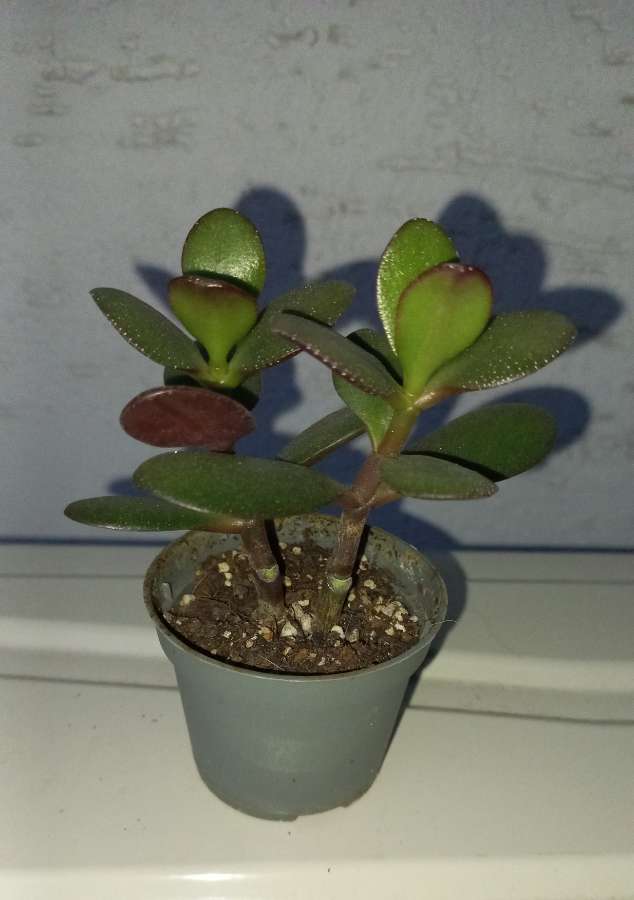 Crassula ovata 5