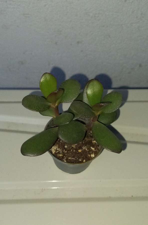 Crassula ovata 3