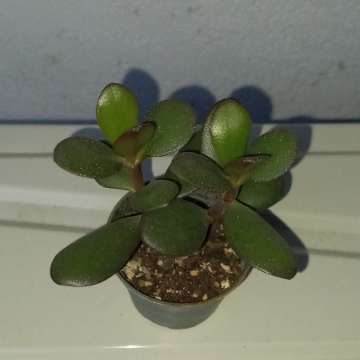 Crassula ovata