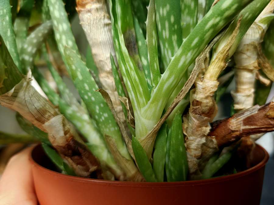 Aloes 3