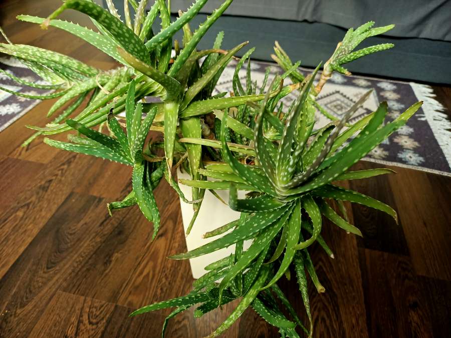 Aloes 2