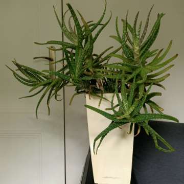 Aloes
